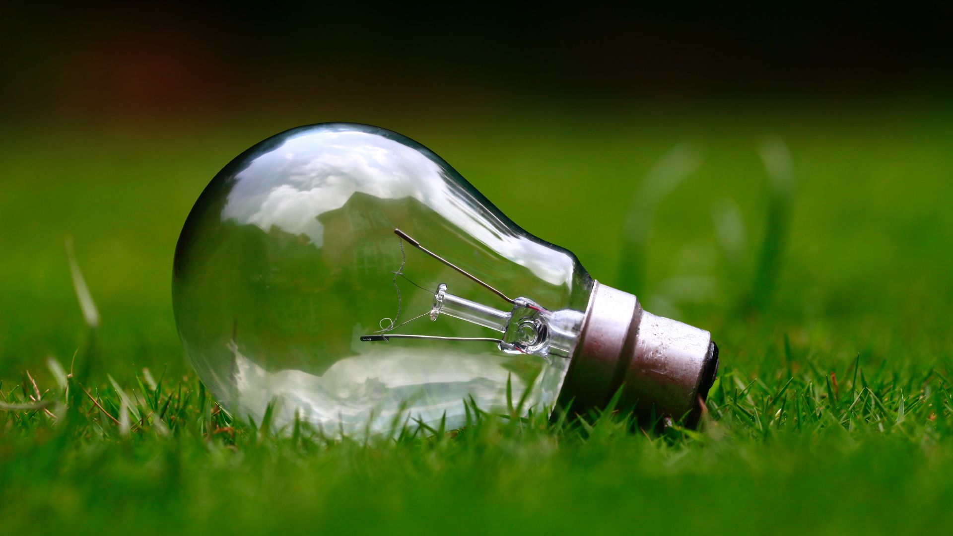 Clear light bulb lying in grass
